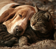 Sleeping dog and cat.