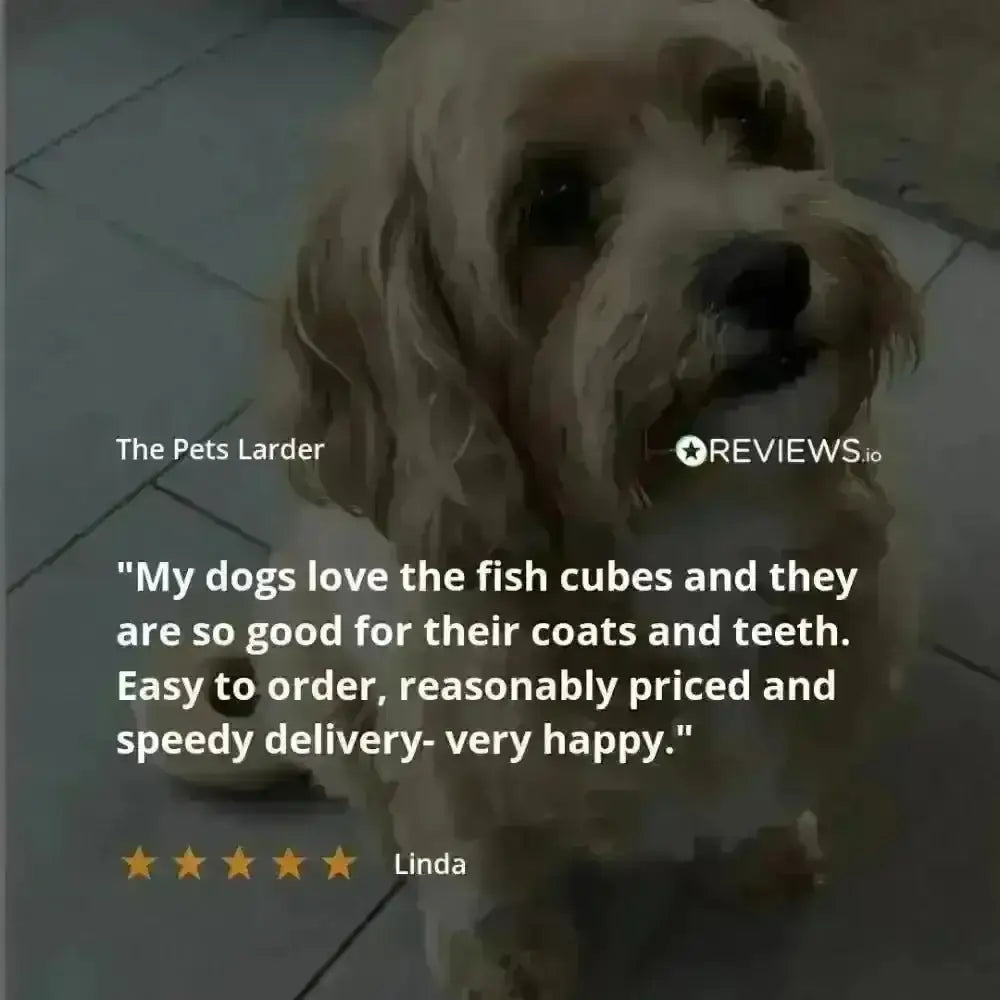 Golden curly-haired dog enjoying Pets Larder dried duck necks chew