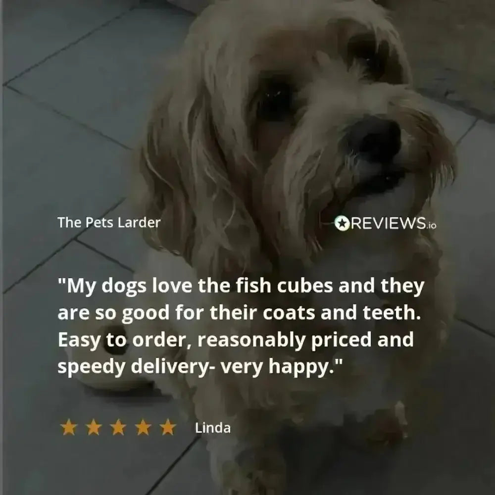 Golden curly-haired dog enjoying Pets Larder dried duck wings chew