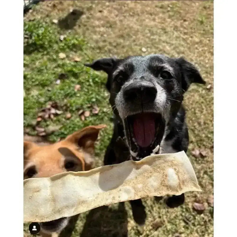 Black and white dog with open mouth holding paper bag in front of face for Earth Animal peanut butter tasty chew experience