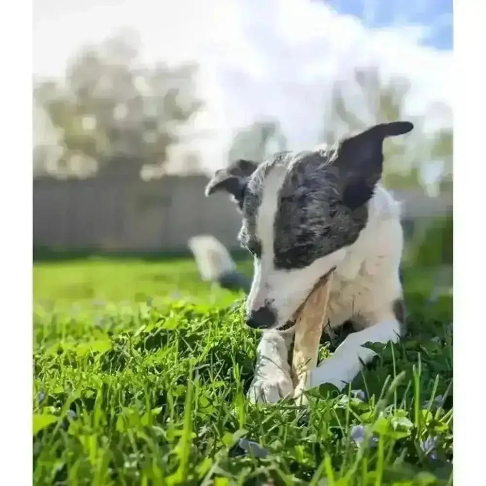 Earth Animal bone-shaped chew toy with textured surface for a tasty chew experience