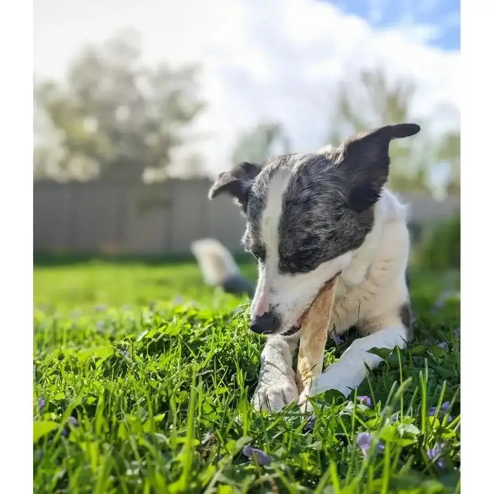 Earth Animal bone-shaped chew toy with textured surface for a tasty chew experience