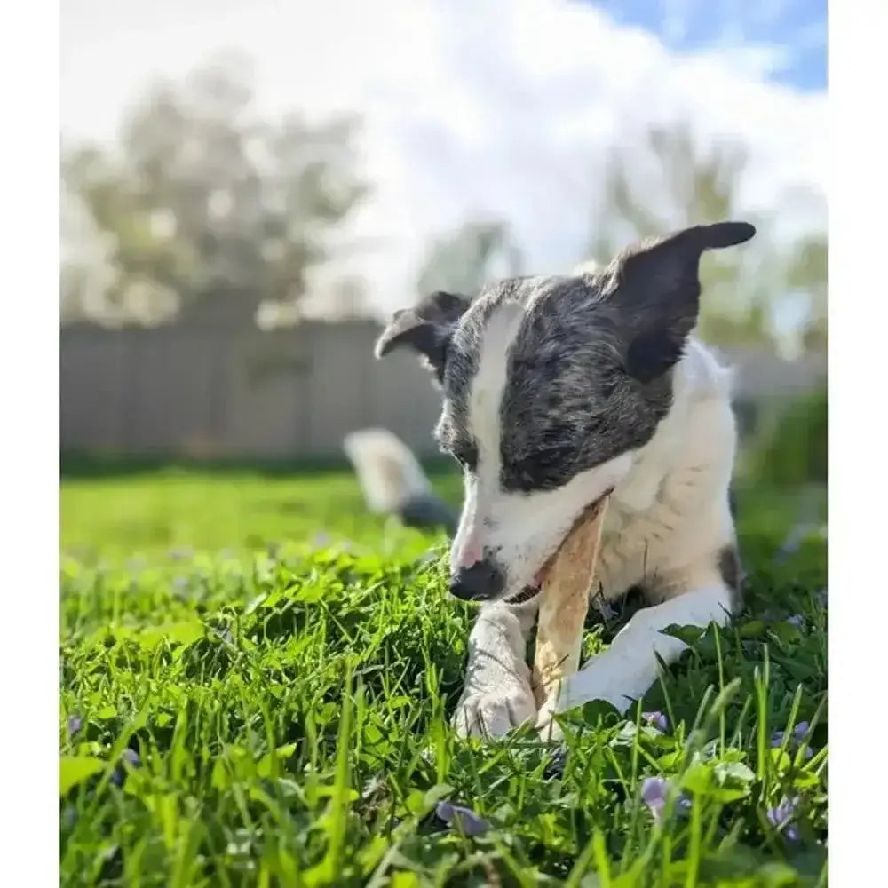 Earth Animal bone-shaped chew toy with textured surface for a tasty chew experience