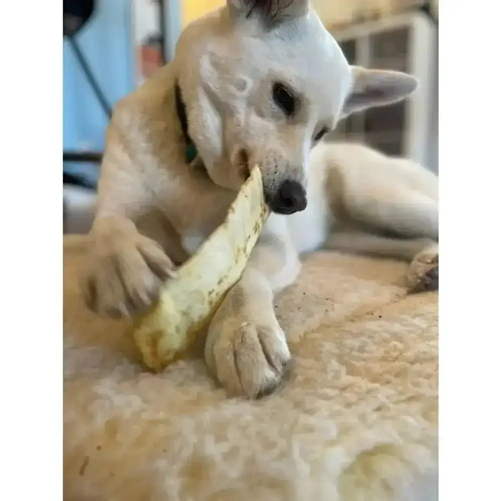 Banana peel dog toy with textured skin and green collar for a tasty chew experience