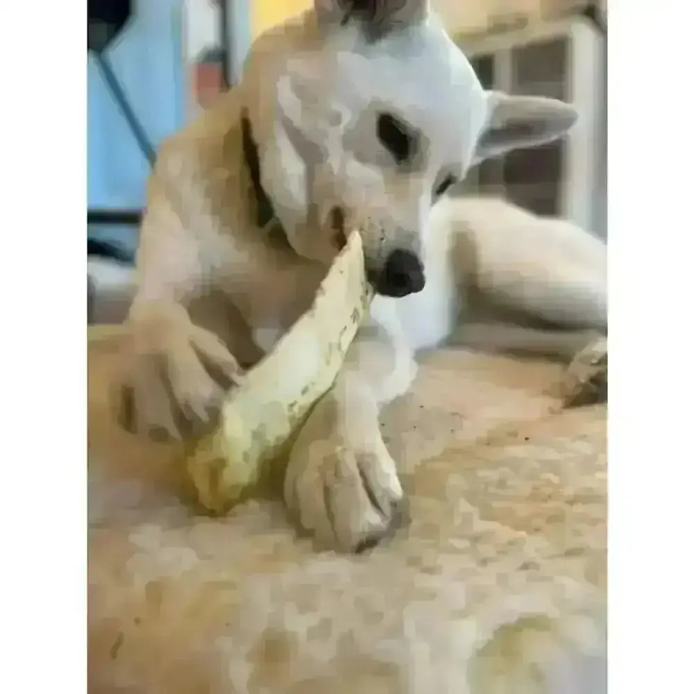 Banana peel dog toy with textured skin and green collar for a tasty chew experience