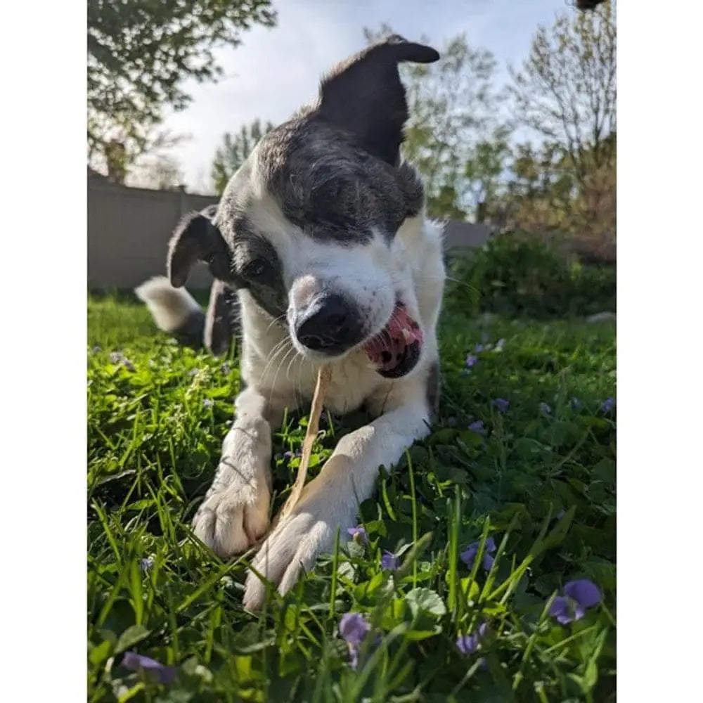 Black and white dog chew toy with wooden handle, durable nylon, for a tasty chew experience
