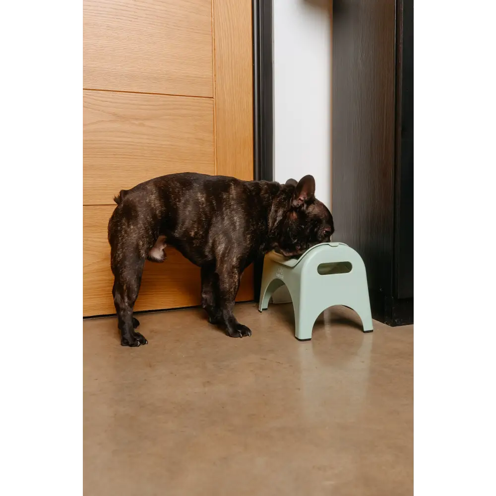 Light green EasyEat slow feeder plastic step stool with handle cutout
