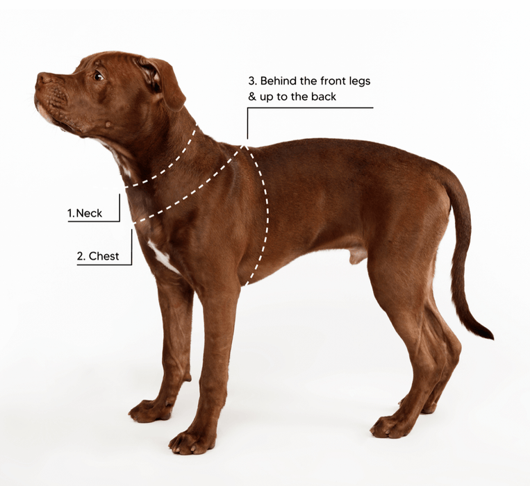 EDDGY Eco Dog Fashion Collar - Maximus