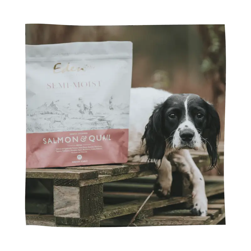 Eden Semi-Moist Salmon and Quail dog food bag with black-and-white Spaniel, rich in amino acids hydrate