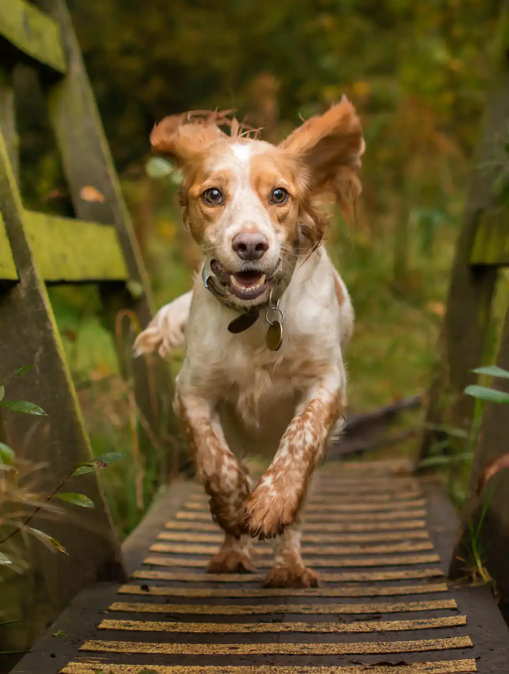 Energetic brown and white spaniel with a dirty coat running forward.