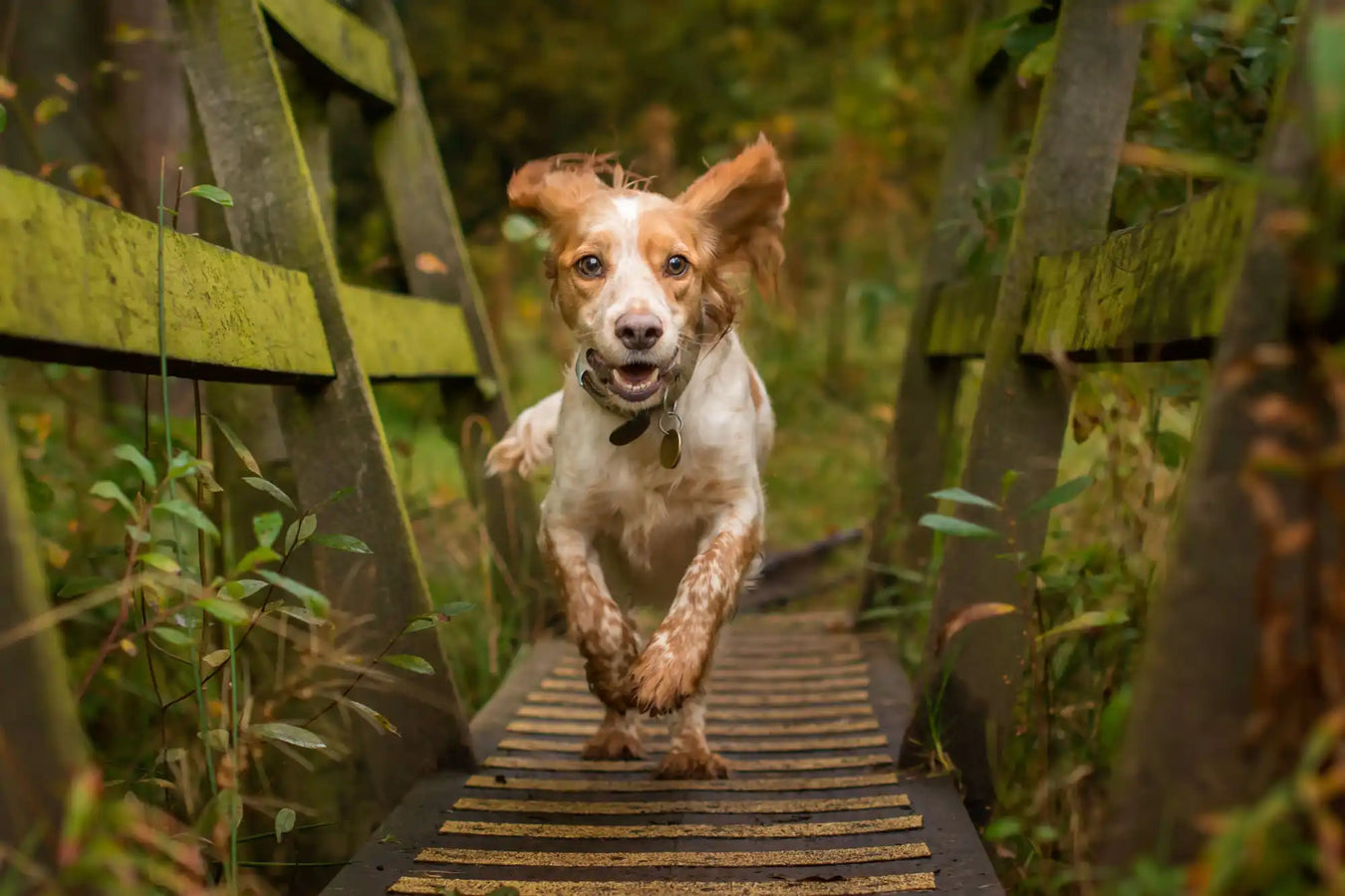 Excited spaniel running on a bridge.