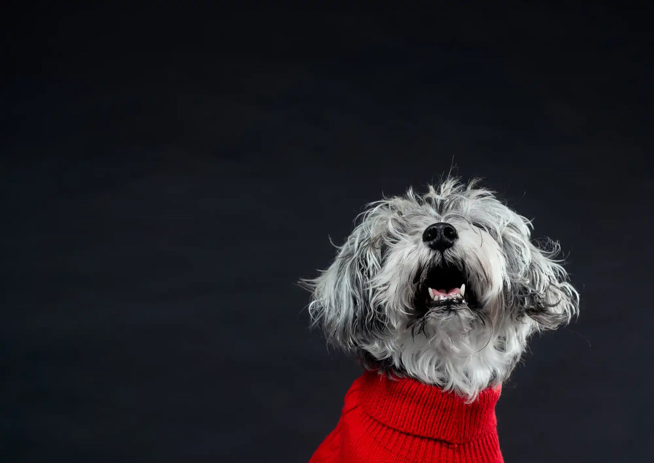 A fluffy grey and white dog wearing a red turtleneck sweater.