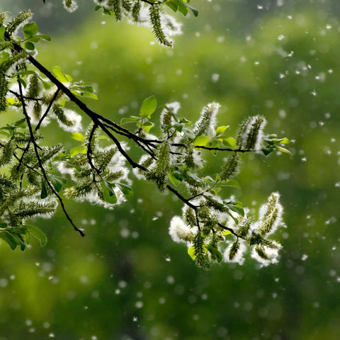 Pollen And Your Pet: Managing Hay Fever In Cats And Dogs