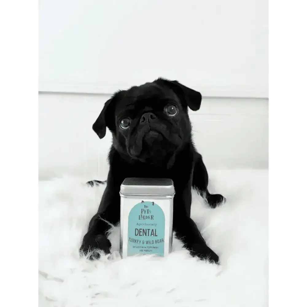 Black pug enjoying wild boar dog treats with dental tin