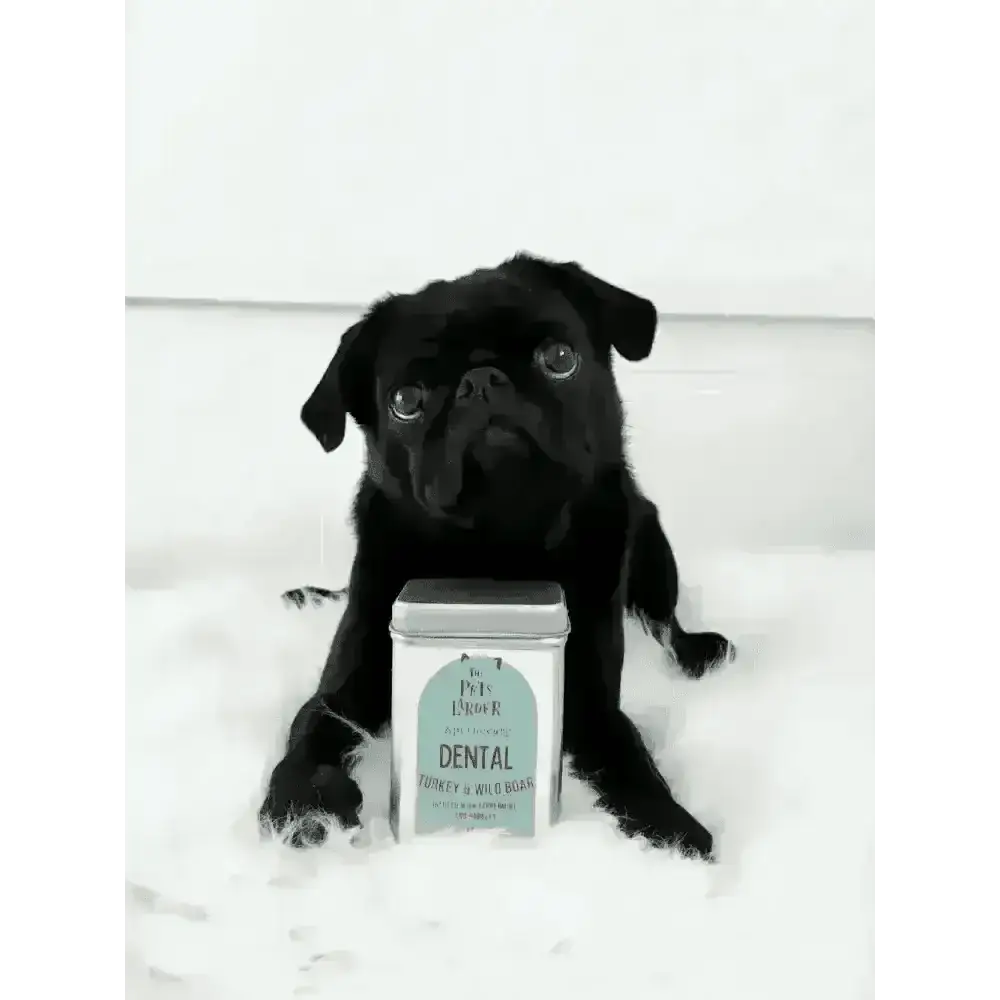 Black pug enjoying wild boar dog treats with dental tin