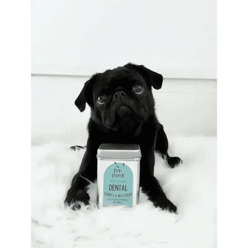 Black pug enjoying wild boar dog treats with dental tin