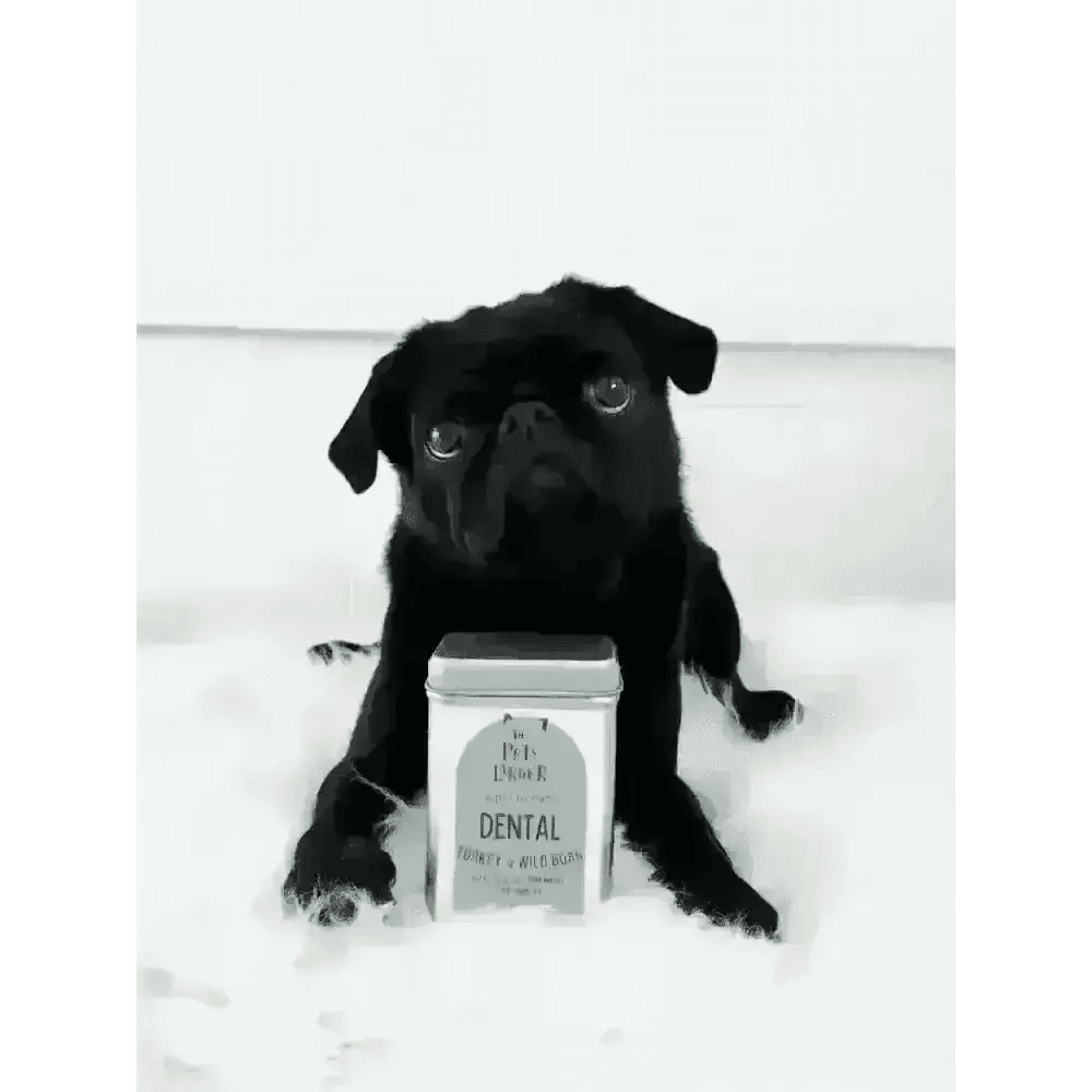 Black pug enjoying wild boar dog treats with dental tin