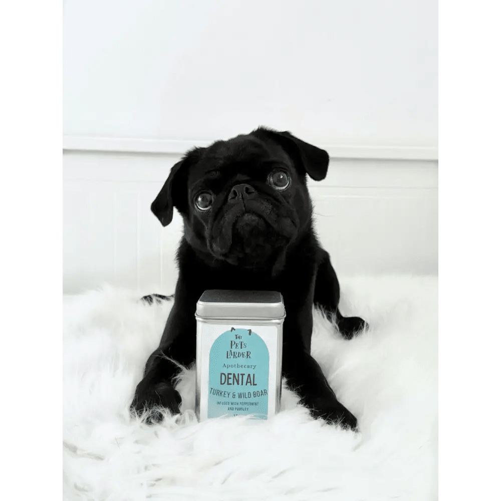 Black pug enjoying wild boar dog treats with dental tin