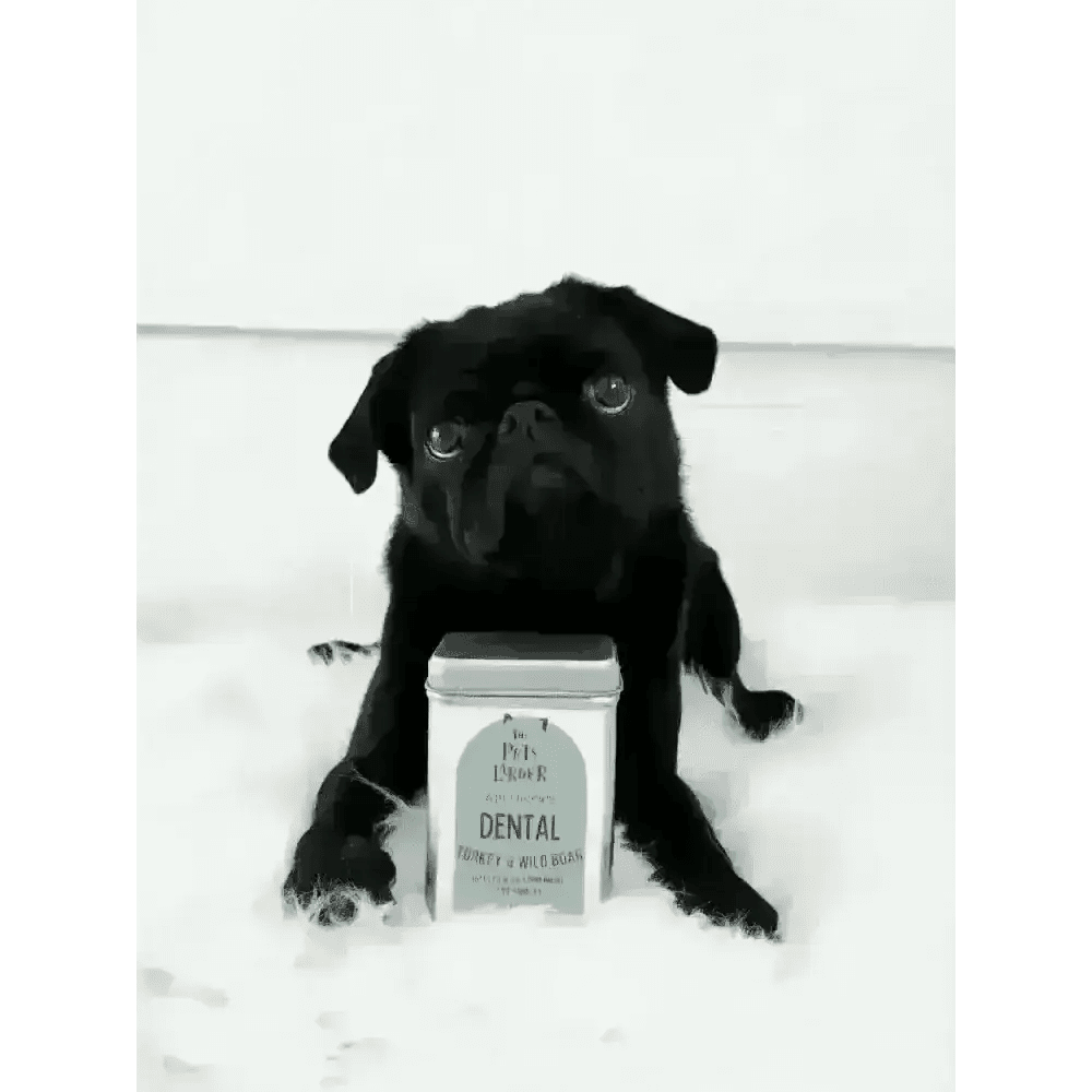 Black pug enjoying wild boar dog treats with dental tin