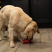 Frogg The Brick Dog Toy - Dog Toys