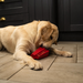 Frogg The Brick Dog Toy - Dog Toys