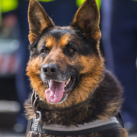 German Shepard dog. We are here talking about all things natural freeze dried dog food.