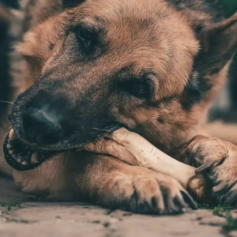 A german shepherd with tan and black fur is chewing on a white, bone-shaped dog toy.