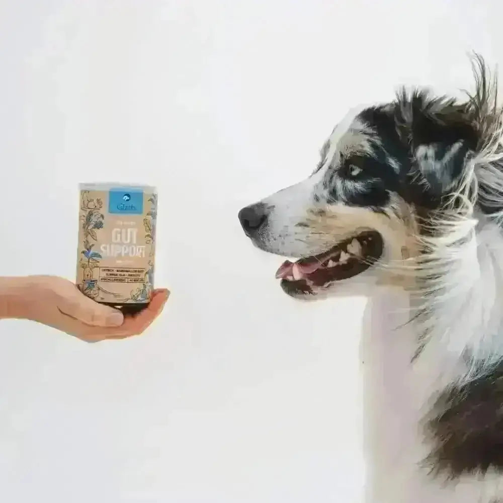Gizzls natural dog treats for healthy gut support in glowing blue container