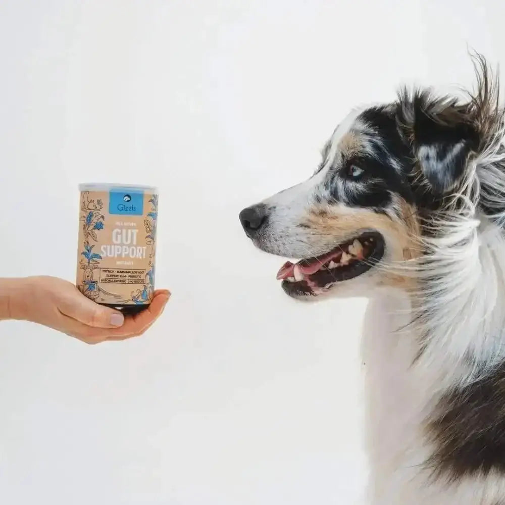 Gizzls natural dog treats for healthy gut support in glowing blue container