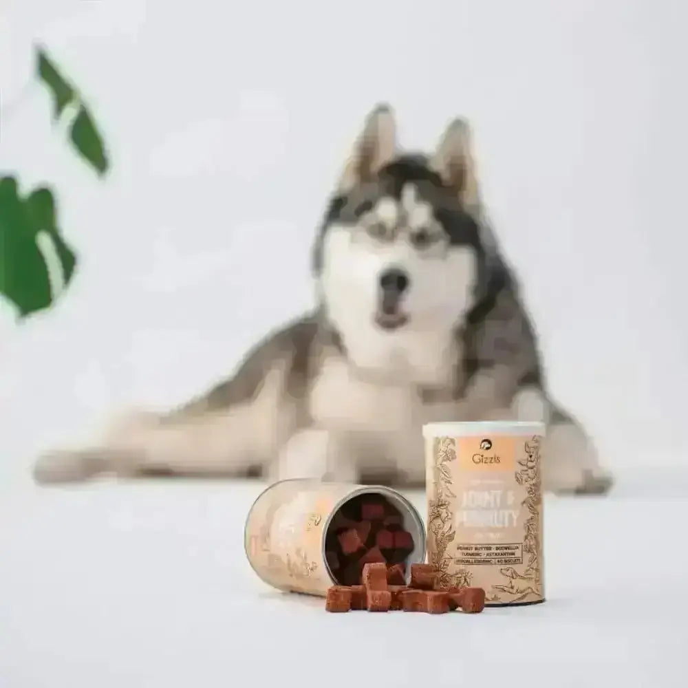 Gizzls natural dog treats for joint pain relief in gold canister