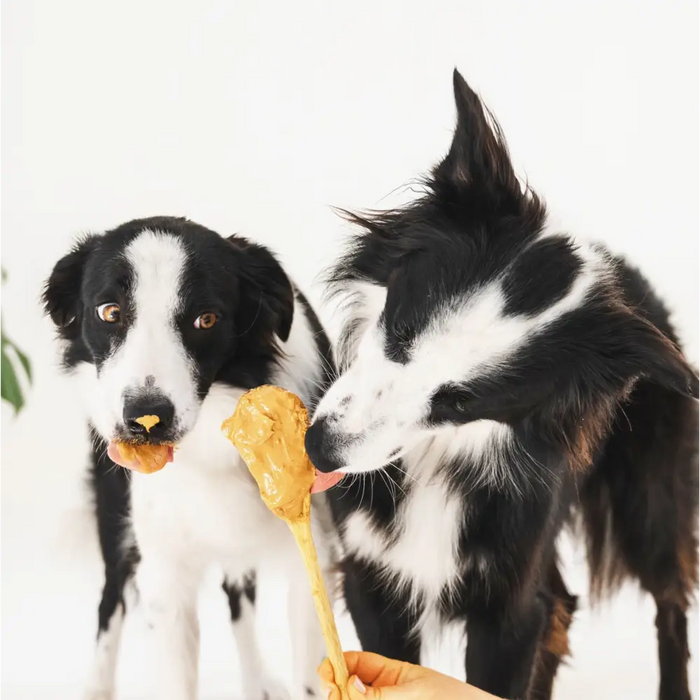 Two dogs licking peanut butter off a spoon held by a hand against a white background