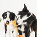 Two dogs licking peanut butter off a spoon held by a hand against a white background