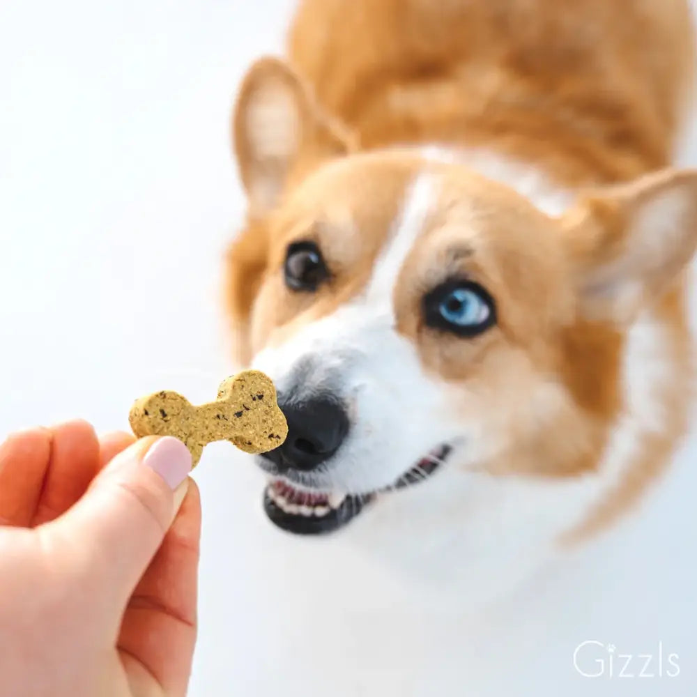 Golden-brown bone-shaped Gizzls Minty Fresh dog treat with organic peanut butter, held in fingers