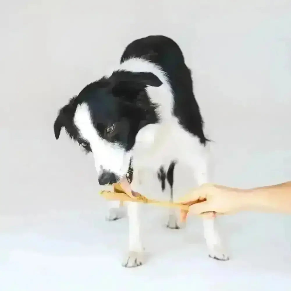 Black and white border collie puppy offered organic peanut butter treat