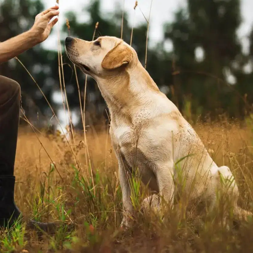 A golden-furred labrador retriever sitting attentively in tall grass, its ears flopping gently and eyes gazing upward with a calm, expectant expression.