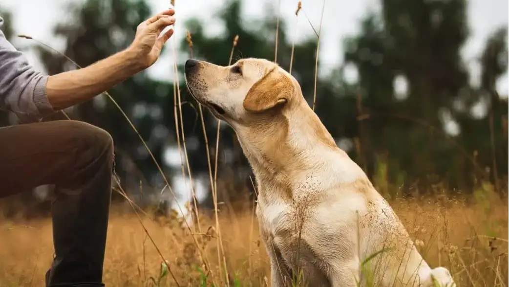 A golden-furred labrador retriever with soft, floppy ears sits attentively in a field of tall grass.