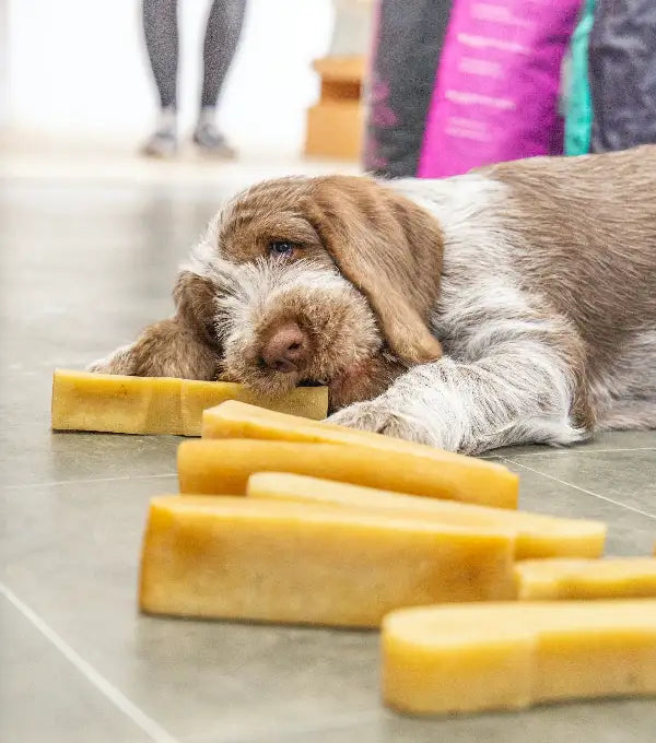 Golden, rectangular dog chews made of natural material lie neatly arranged on the floor.