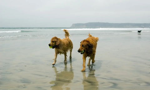 Walk Your Dog Month 2022