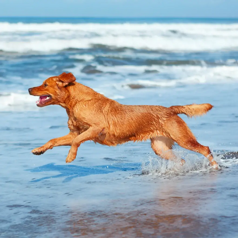 Cold-Pressed flaxseed oil for dogs, benefitting their joints and mobility.