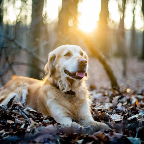 Dog Walking in Woods