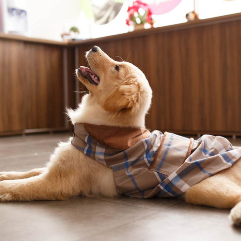 A dog at a Shop Counter