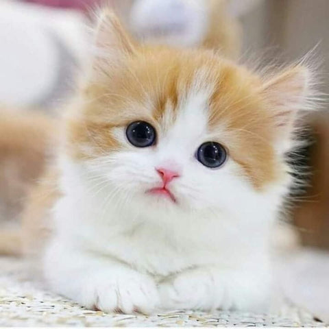 Sad Looking Kitten
