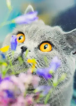Gray cat with orange eyes and fluffy fur, sitting amidst purple flowers.