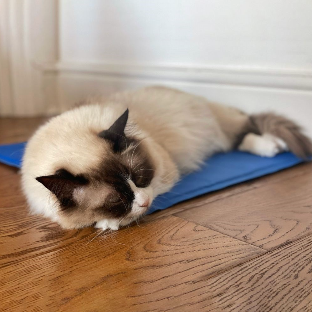 Cat lying on a blue cooling mat on a wooden floor