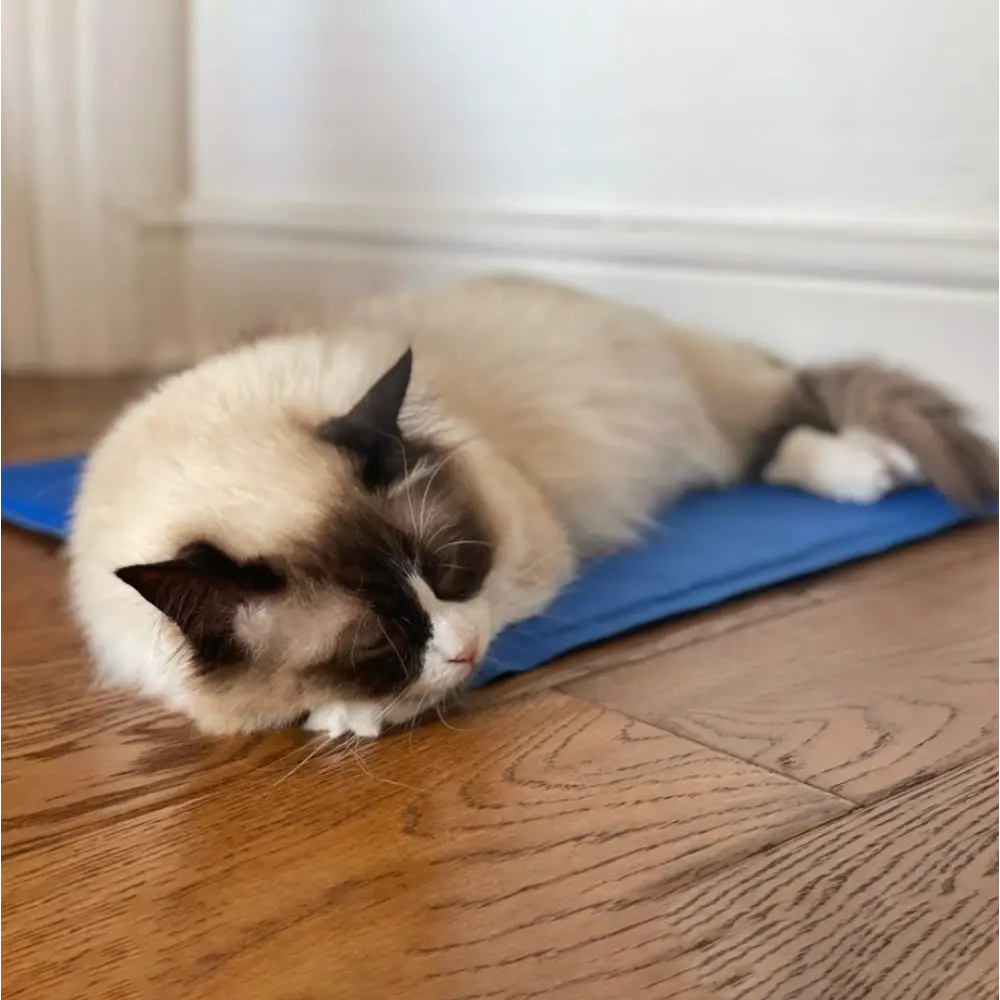 Blue Great&Small Cool Pad with white cat on yoga mat