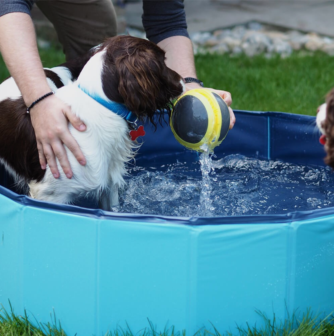 Dog playing with a ball in a blue inflatable pool outdoors