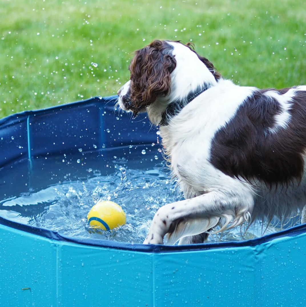 Dog playing with a yellow ball in a blue portable pool on grass