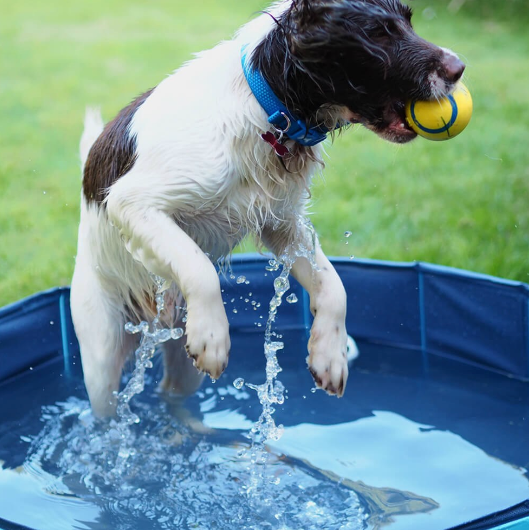 Dog jumping into a small pool with a ball in its mouth
