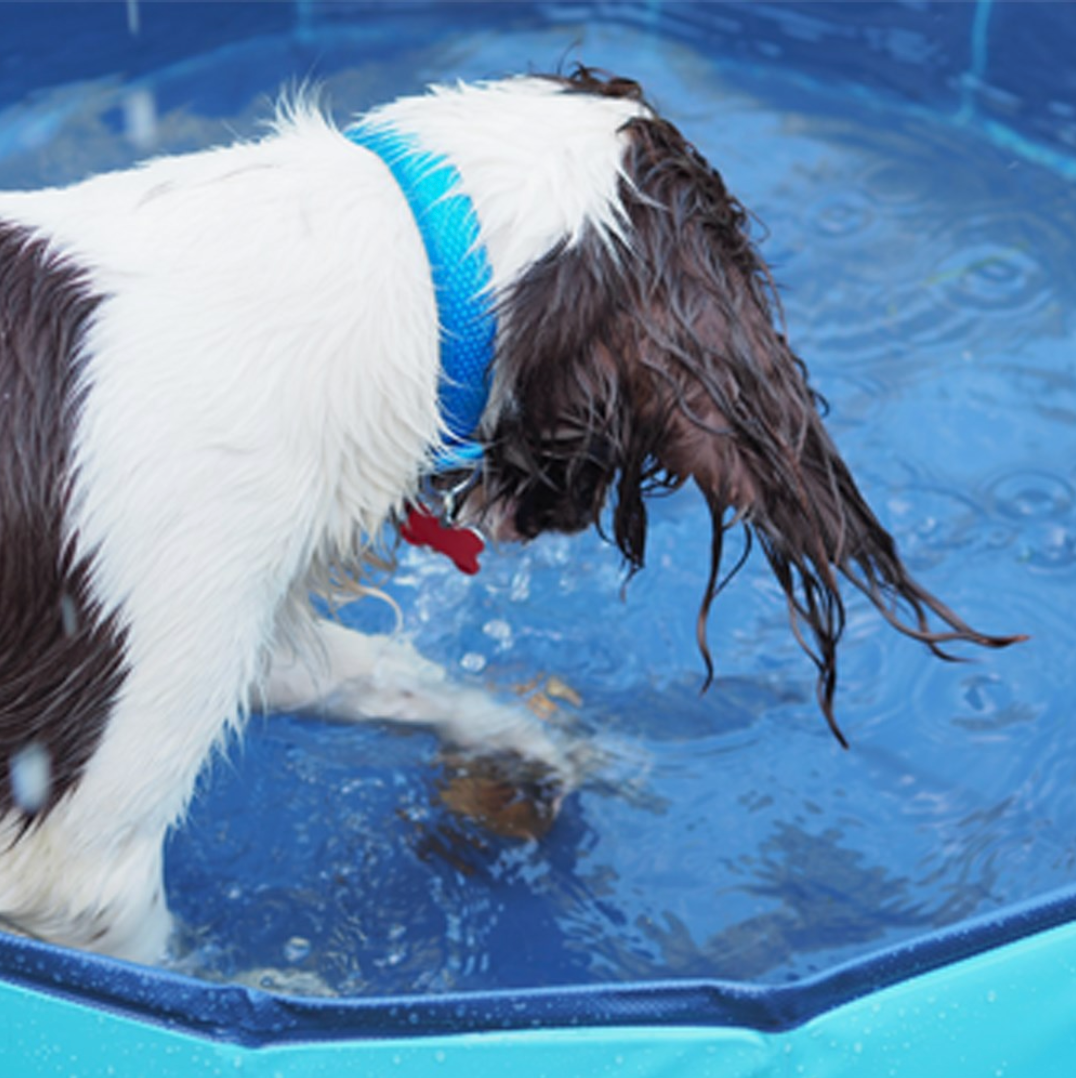Dog playing in a pool with water splashing around