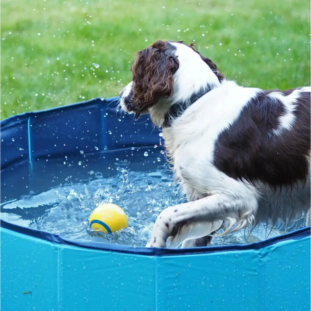 Great&Small Cool Pool: Black-and-white dog plays in blue foldable durable plastic pool with yellow ball